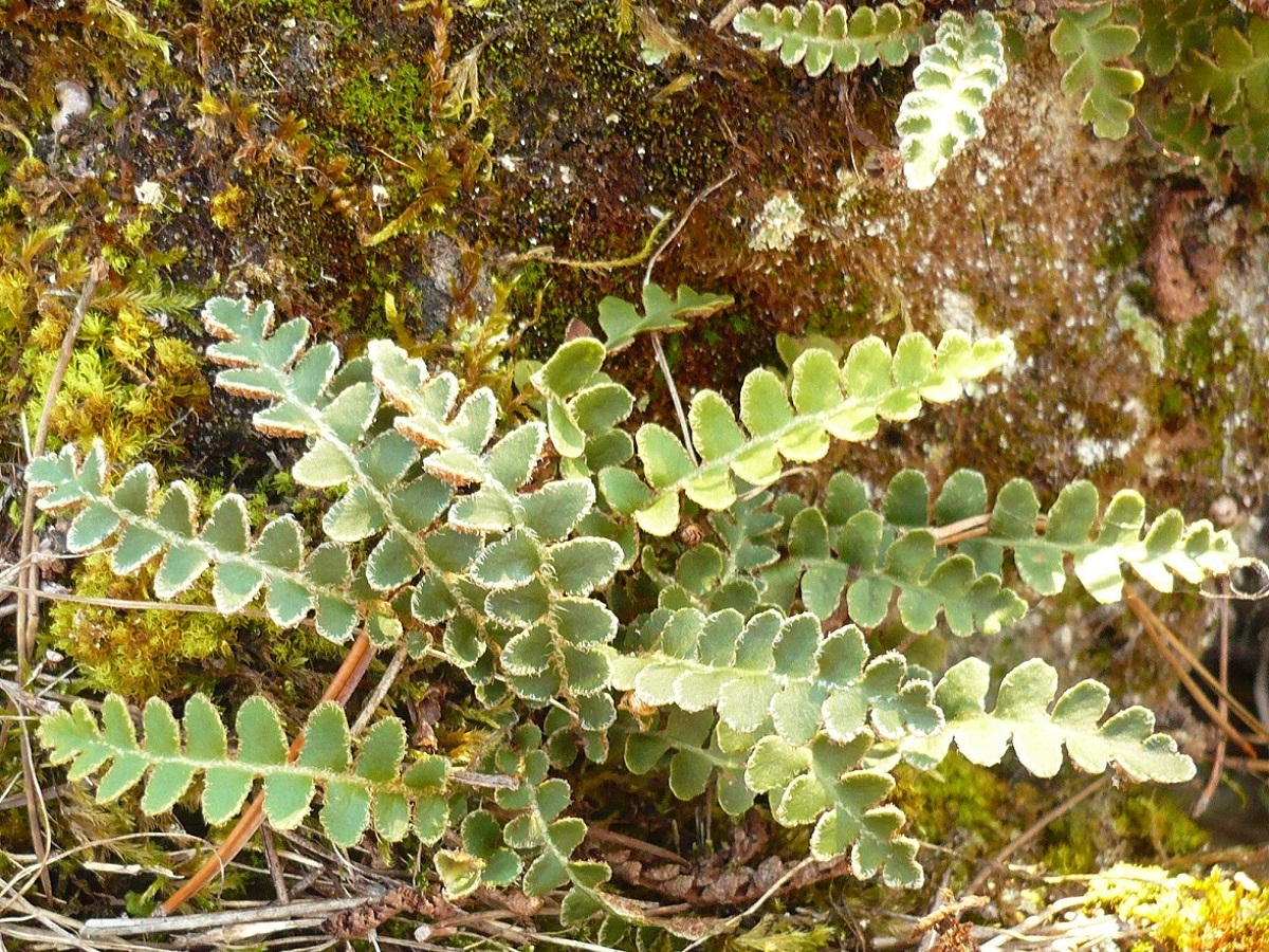 Asplenium ceterach (Aspleniaceae)